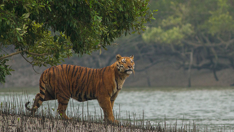 সুন্দরবনে মধু আহরণ করতে গিয়ে বাঘের আক্রমণে নিহত ১