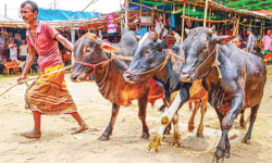 চাহিদার চেয়ে পশু বেশি, তবু কমছে না দাম